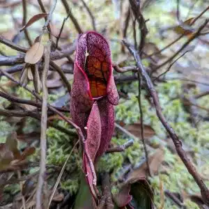 Fiche Informative - Sarracenia