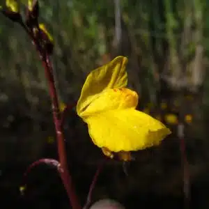 Fiche Informative - Utricularia