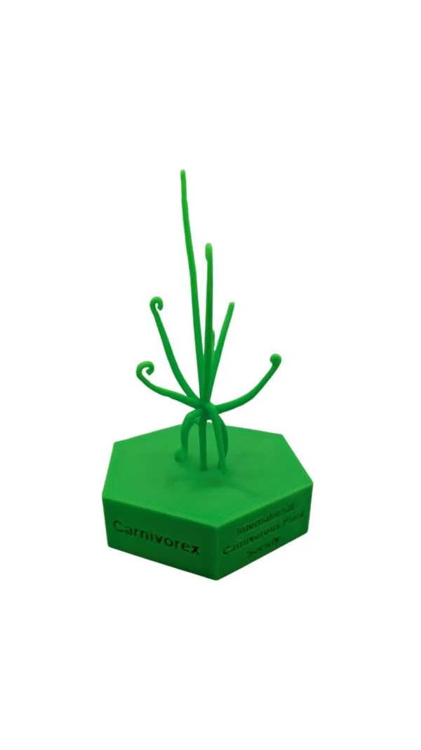 3D Model – Drosera magnifica – Carnivorex x ICPS