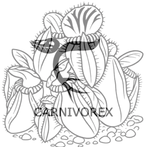 Coloring image