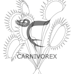 Coloring image – Dionaea Muscipula